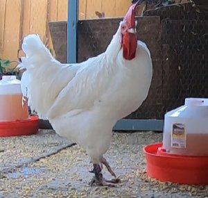 Chicken Clips