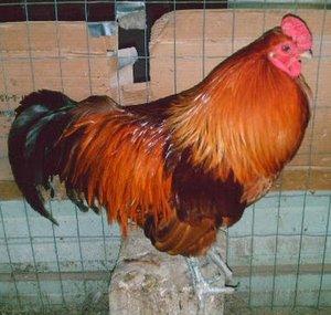ilikoldies rooster