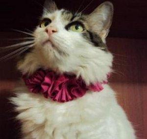 Michita Thecat