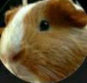 PoukieFoX