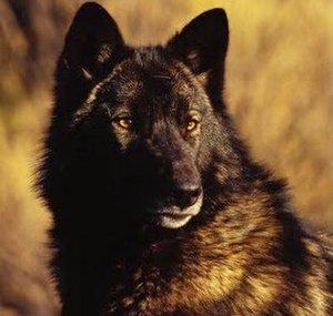Mysticalwolfie