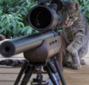 stripymccatpuss