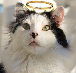 The Oreo Cat