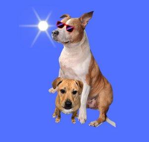 4My Dog Buzz
