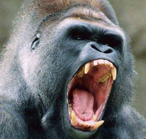 BacksideGorilla