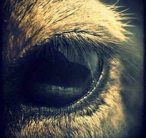 BlackDeer