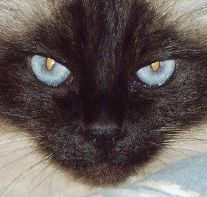 Furballs Of Doom