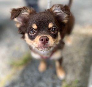 Ike the Chi Chi