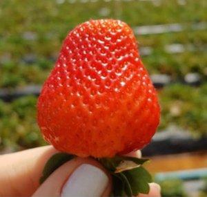 Morango Com Pescoço