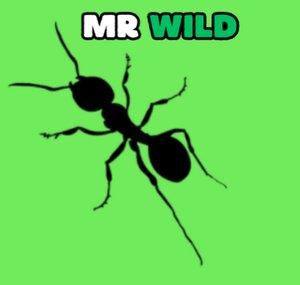 Mr Wild