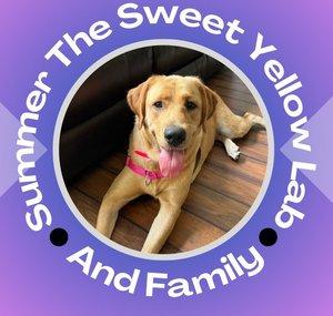Summer The Sweet Yellow Lab and Family