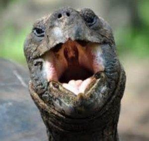 Everybody Loves Eltortuga And Friends!