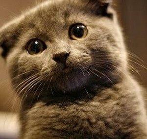 KittzehEdits