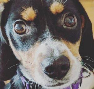 CuteDog LilAngel