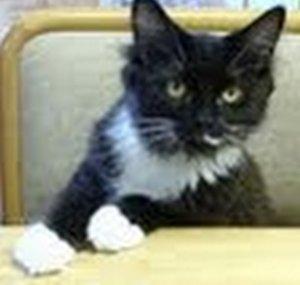 HOOTe Cat