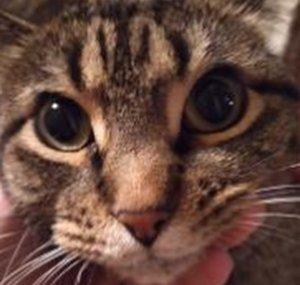 notcatmania