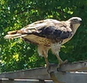 Raptor PA