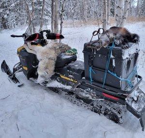 Wolverine Trapper