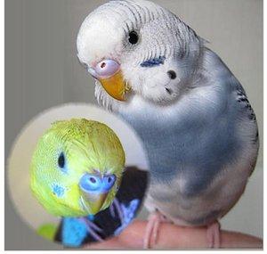 Budgie Extraordinaire