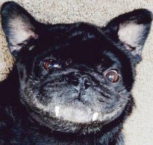 Carlino Negro