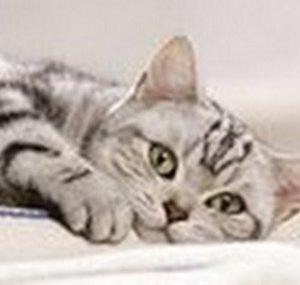Kittielips