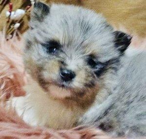 pinkbunnygirl43’s blue merle pomeranian cookie