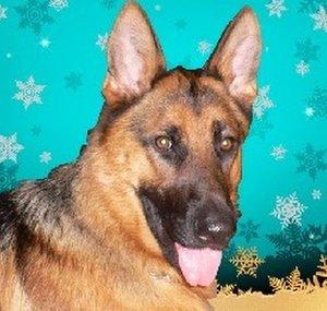 subaru gsd