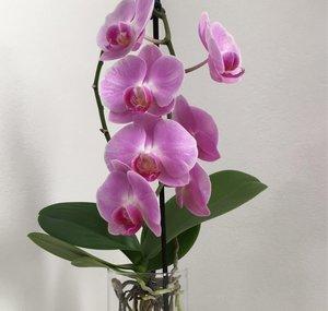 静姐说花JingJieShuoHua