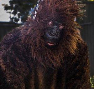PAWS D'APE