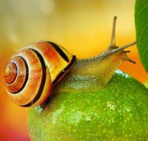 snails& garden