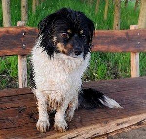 Wet Doggo