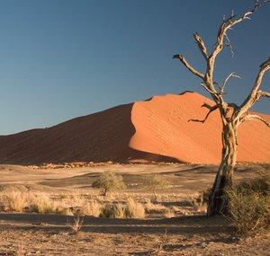 A Voice In The Desert