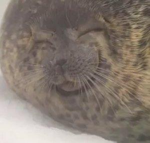 Chonky Seals
