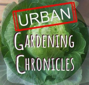 Urban Gardening Chronicles