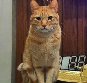 Cats Life PH