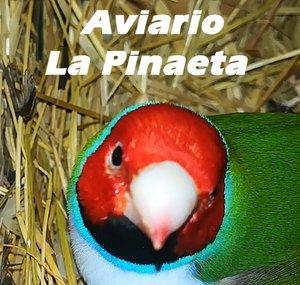 Aviario La Pinaeta - Mundo de Aves