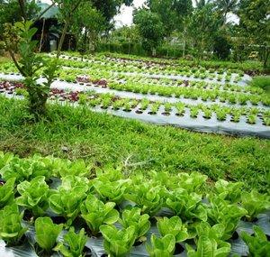 Fat Farm