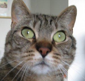 Mysli the Cat