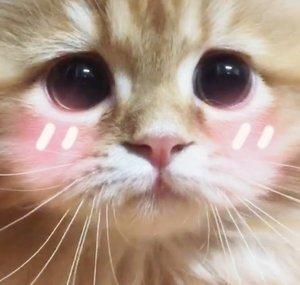 Shy Cat