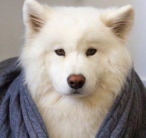 Coconut Rice Bear