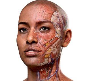 Complete Anatomy