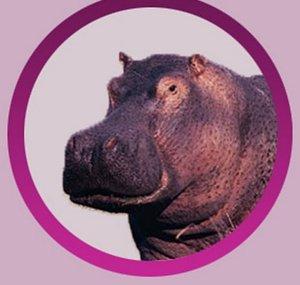 JuicyHippoTime