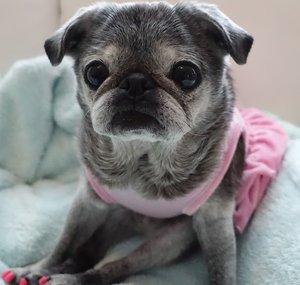 New Old Pug Suji