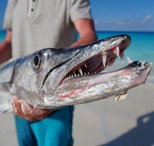 Fish OnLine