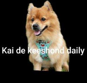 Kai De Keeshond daily