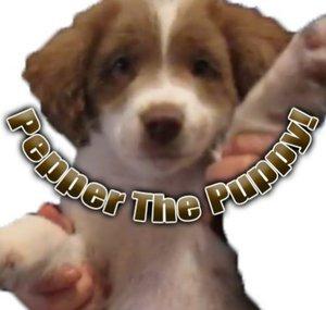 Pepper Moon The Puppy