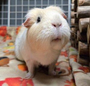 Skinnypigs1