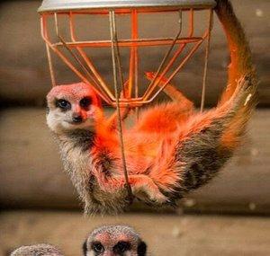 Meerkat