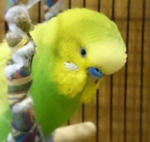 PEDRO the Budgie