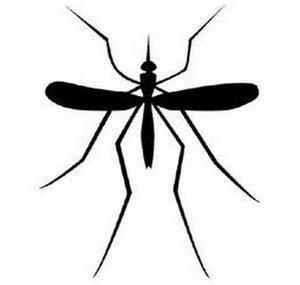 AdriftMosquito